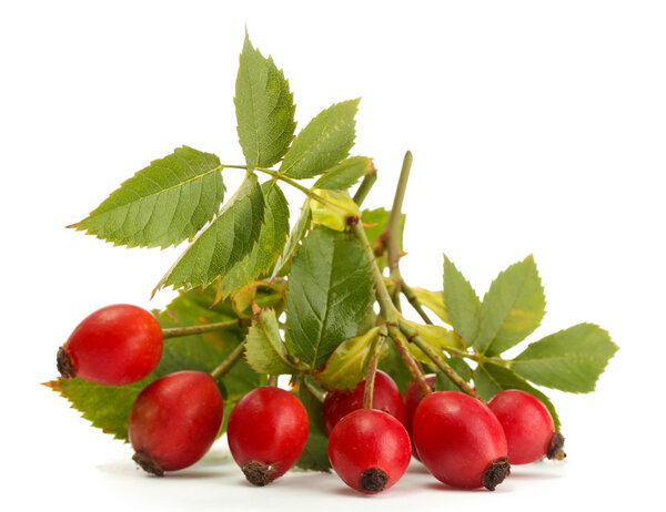 ripe hip roses on branch with leaves, isolated on white