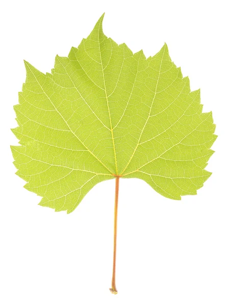 Piękny, zielony liść na białym tle — Zdjęcie stockowe