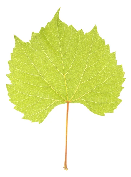 Belle feuille verte isolée sur blanc — Photo