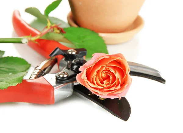 Garden secateurs and rose isolated on white — Stock Photo, Image