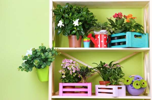 Mooie bloemen in potten op houten planken op kamer — Stockfoto
