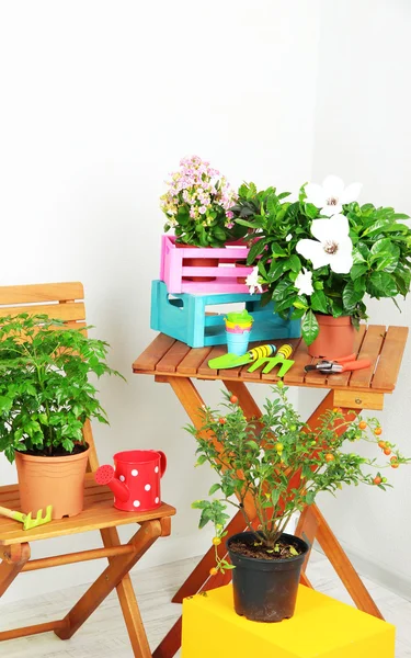 Veel mooie bloemen in potten in kamer close-up — Stockfoto