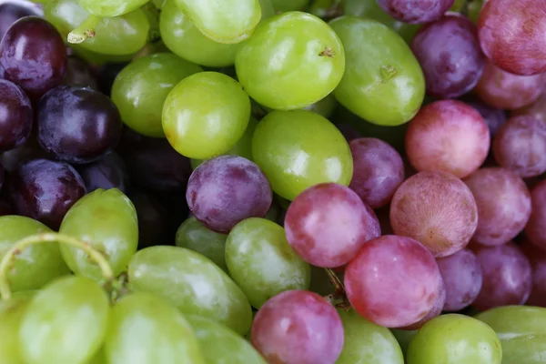 Uvas verdes maduras e roxas fundo close-up — Fotografia de Stock