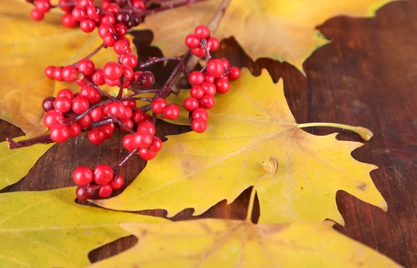 Mooie herfst bladeren en rode bessen op houten achtergrond — Stockfoto