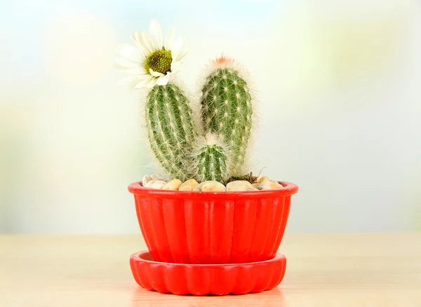 Cactus in flowerpot with flower, on wooden table — Stock Photo, Image