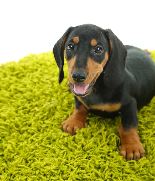 Lindo cachorro dachshund en alfombra verde, aislado en blanco —  Fotos de Stock