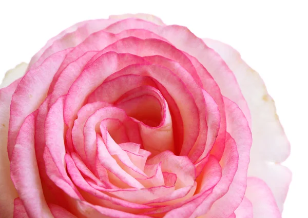 Bella rosa rosa, isolato su bianco — Foto Stock