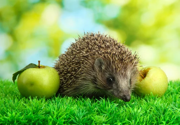 Riccio con mele, su erba, su sfondo verde — Foto Stock