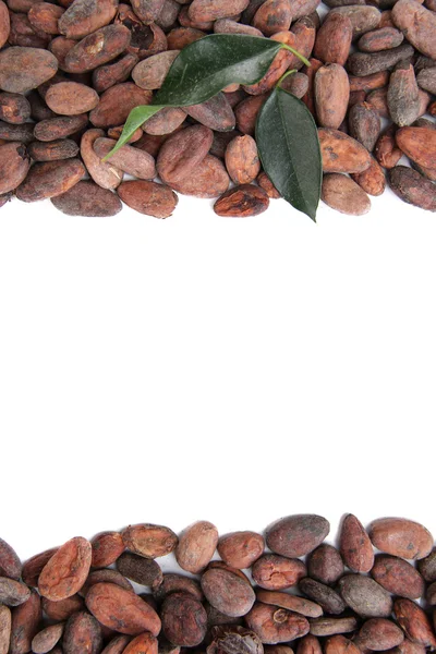 Kakaowe z liści na białym tle — Zdjęcie stockowe