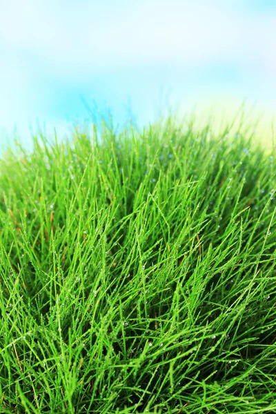 Güzel yeşil çimenlerin üzerinde mavi arka plan — Stok fotoğraf