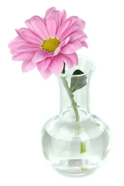 Квітка в пробірці ізольована на білому — стокове фото