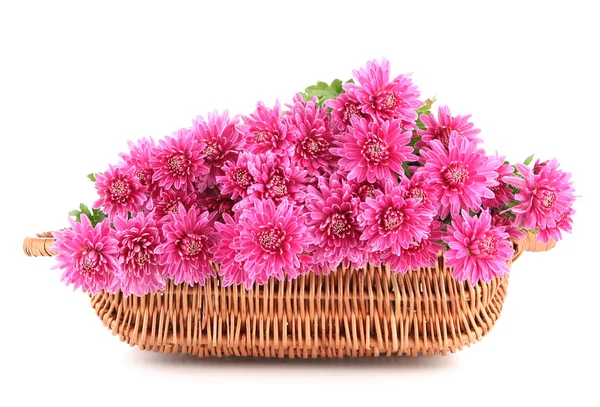 Strauß rosa Herbst Chrysanthemen in Korb isoliert auf weiß — Stockfoto