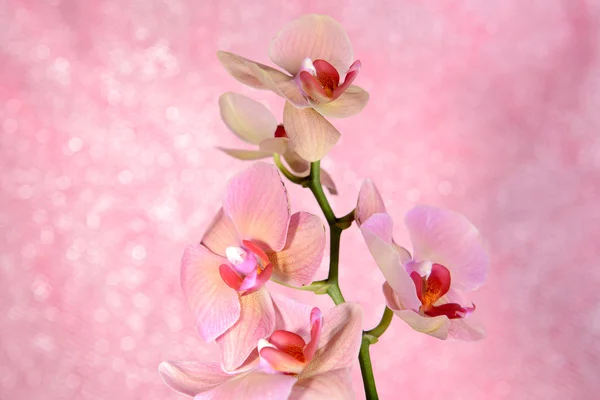 在彩色背景上的美丽绽放兰花 — 图库照片
