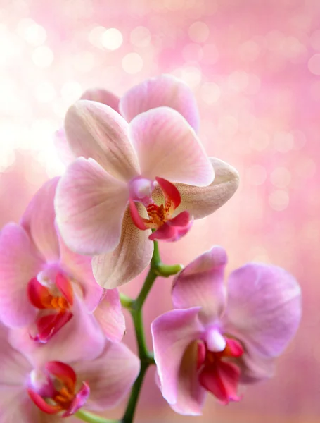 Beautiful blooming orchid on light color background — Stock Photo, Image