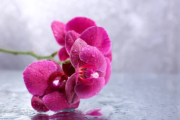 Hermosa orquídea floreciente con gotas de agua sobre fondo de color claro —  Fotos de Stock