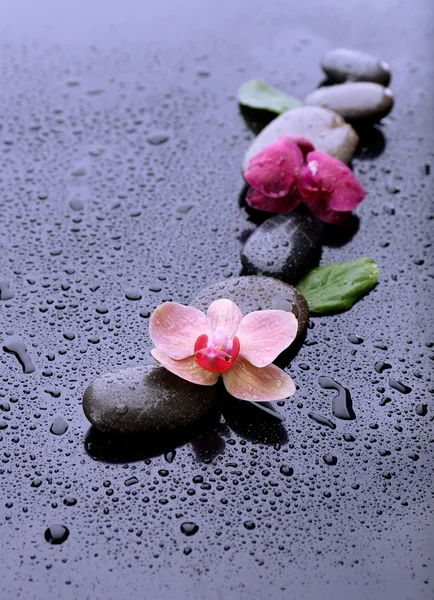 Samenstelling met prachtige bloeiende orchidee met waterdruppels en spa stenen, op grijze achtergrond — Stockfoto