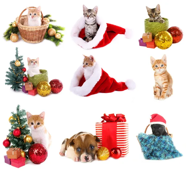 Christmas animals isolated on white — Stock Photo, Image