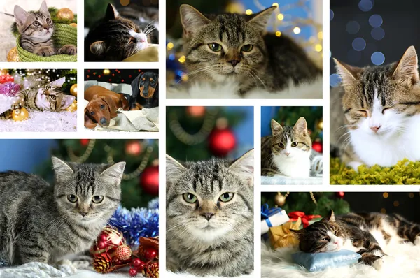 Christmas animals collage — Stock Photo, Image