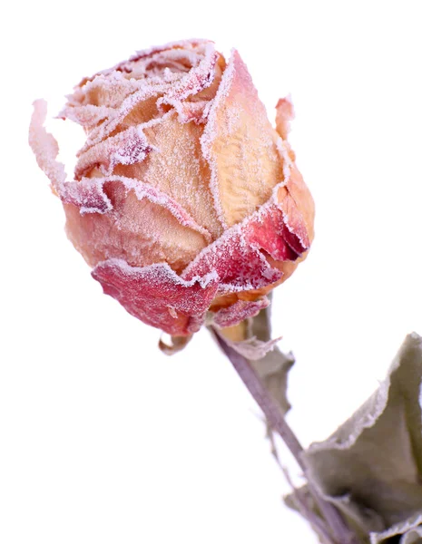 Gedroogde rose bedekt met rijm op sneeuw geïsoleerd op wit — Stockfoto