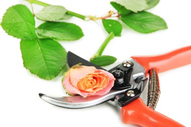 Bahçe secateurs ve üzerinde beyaz izole gül