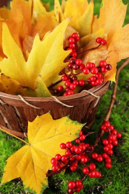 güzel sonbahar yaprakları ve çim zemin üzerine sepet içinde kırmızı meyveler