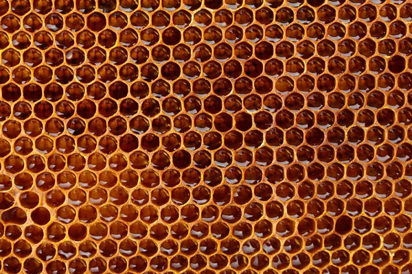 Yellow beautiful honeycomb with honey, background — Stock Photo, Image