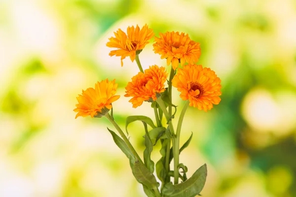 Calendula fiori su sfondo verde — Foto Stock