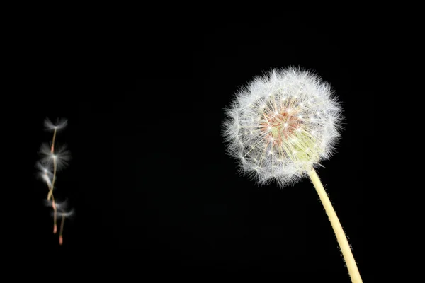 Paardebloem en vliegende zaden op zwarte achtergrond — Stockfoto