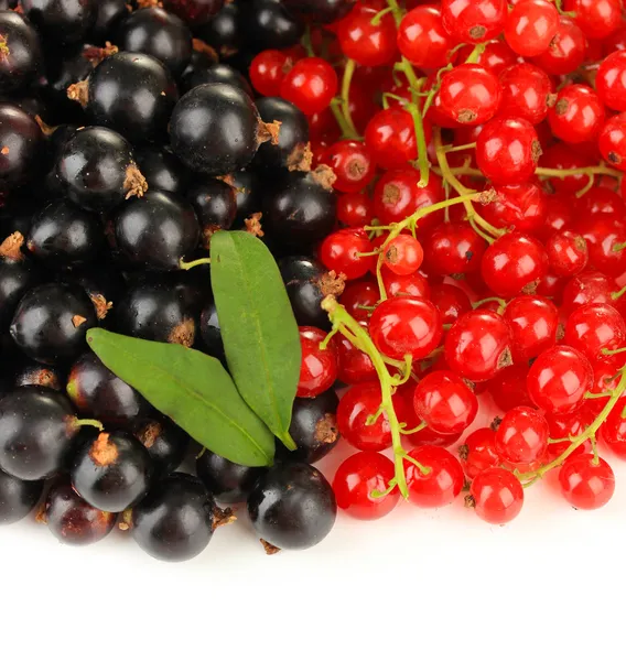 Cassis rouge et cassis isolé sur blanc — Photo