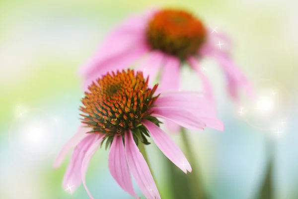 Квіти Ехінацея, на відкритому повітрі — стокове фото