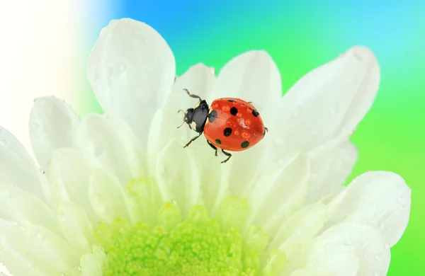 Vackra nyckelpiga på blomma, närbild — Stockfoto