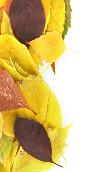 Piękna jesień liść na białym tle — Zdjęcie stockowe