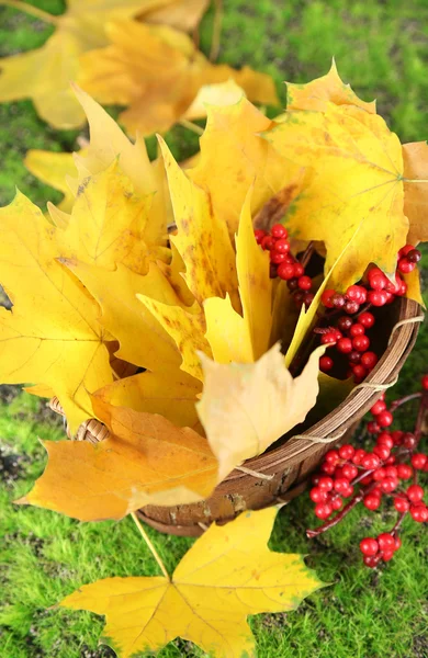 Schöne Herbstblätter und rote Beeren im Korb auf Grashintergrund — Stockfoto