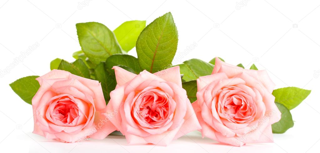 Pink roses isolated on whit