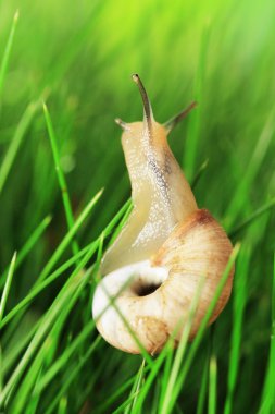 Yeşil çimenlerin üzerinde güzel salyangoz yakın çekim