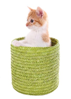 küçük kedi üzerinde beyaz izole hasır sepet