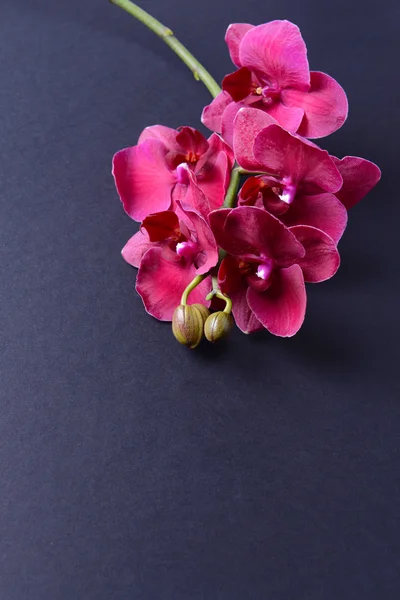 Beautiful blooming orchid on color background — Stock Photo, Image
