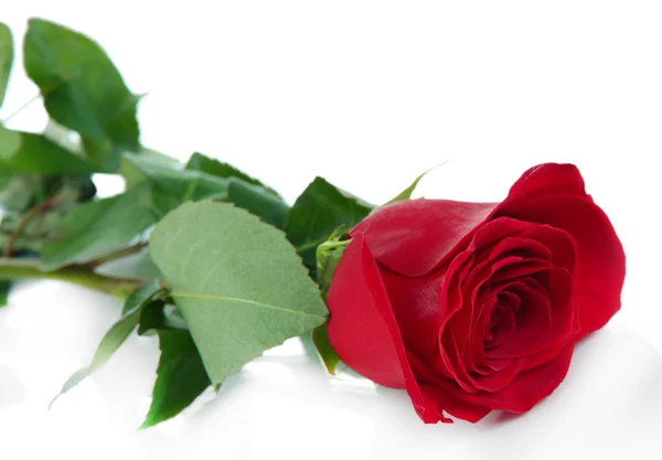 Red rose isolated on white — Stock Photo, Image