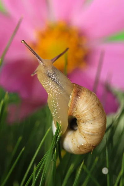 Hermoso caracol sobre hierba verde, de cerca — Foto de Stock