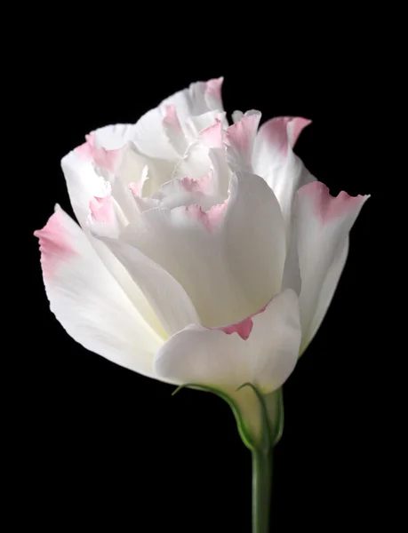 Flor de eustoma, isolada em preto — Fotografia de Stock