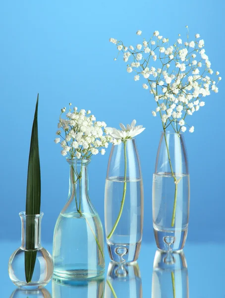 Roślin w różnych pojemnikach szklanych na niebieskim tle — Zdjęcie stockowe