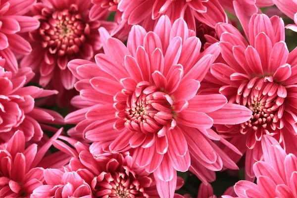 Bouquet of pink autumn chrysanthemum, close up — Stock Photo, Image