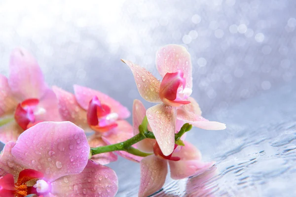 Schöne blühende Orchidee mit Wassertropfen auf hellem Hintergrund — Stockfoto