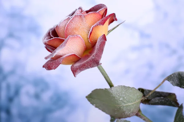 Rose in Nahaufnahme mit Raureif bedeckt — Stockfoto