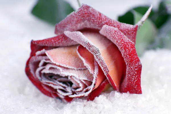 Rose dækket med hoarfrost tæt op - Stock-foto