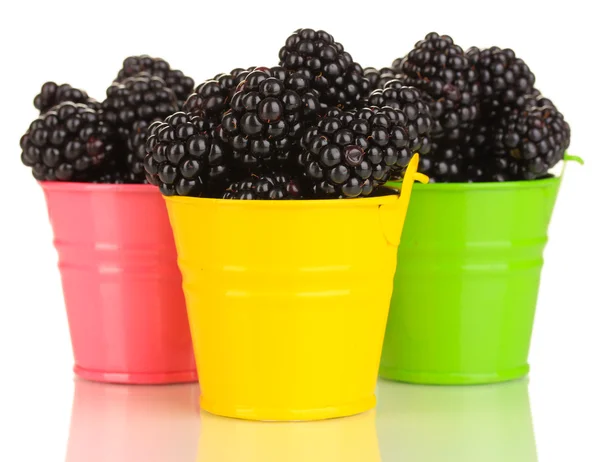 Sweet blackberry in colorful pails isolated on white — Stock Photo, Image
