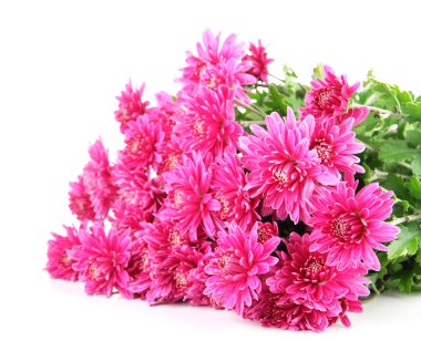 buket pembe sonbahar krizantem üzerinde beyaz izole