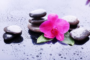 güzel çiçek açan orkide su damlaları ve gri arka plan üzerinde spa taşlar ile kompozisyon