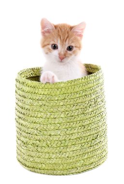küçük kedi üzerinde beyaz izole hasır sepet