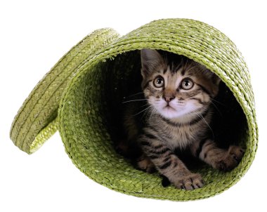 küçük kedi üzerinde beyaz izole hasır sepet